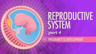 Episode 43 Reproductive System Part 4: Pregnancy & Development