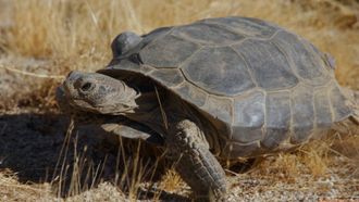 Episode 1 Desert-Dwelling Tortoises