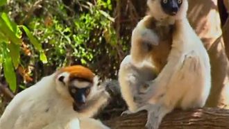 Episode 10 Last Primates of Madagascar