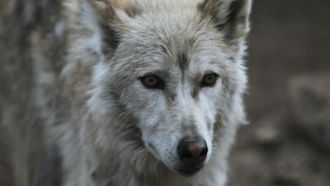 Episode 10 Southern Rocky Mountain Wolf
