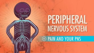Episode 12 Peripheral Nervous System: Pain and Your PNS