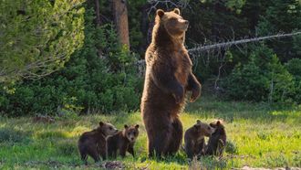 Episode 15 Grizzly 399: Queen of the Tetons