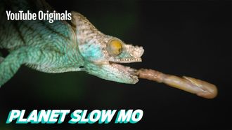 Episode 9 Fast Reptiles in Slow Mo