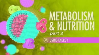 Episode 37 Metabolism & Nutrition Part 2: Using Energy