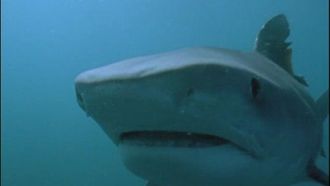 Episode 6 Bull Shark: World's Deadliest Shark
