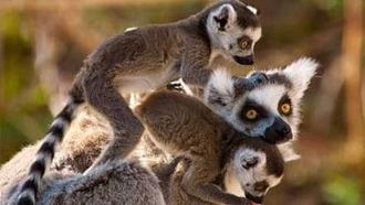 Episode 7 Madagascar: Land of Lemurs
