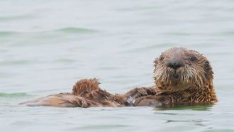 Episode 14 Secret Life of Sea Otters