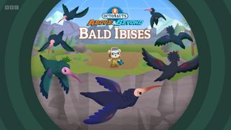 Episode 24 Bald Ibises