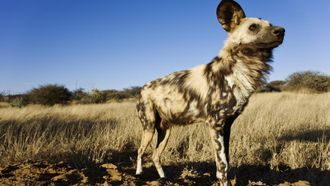 Episode 17 The Story of an African Wild Dog
