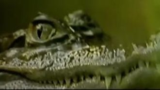 Episode 13 Sewer Gators, Dragons