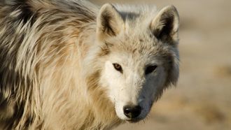 Episode 7 Arctic Wolf Pack