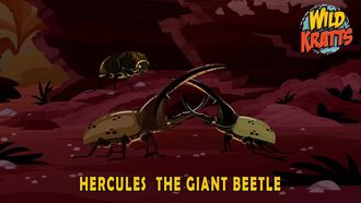 Episode 16 Hercules – The Giant Beetle