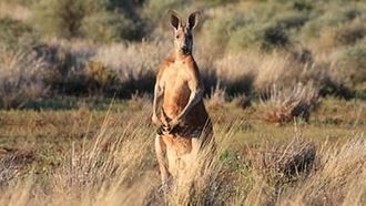 Episode 1 Desert of the Red Kangaroo