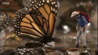 Episode 15 Monarch Butterflies