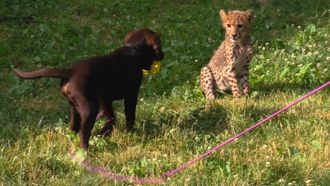 Episode 2 Dogs & Cheetahs & Companion Dogs