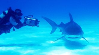 Episode 17 Bahamas - Shark Special
