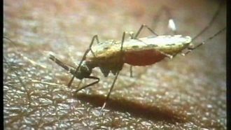 Episode 5 Malaria: Battle of the Merozoites