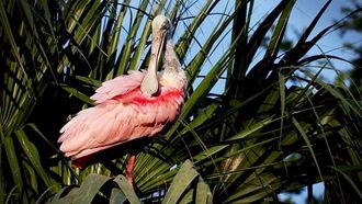 Episode 1 Florida: America's Animal Paradise