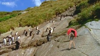 Episode 20 New Zealand Penguins