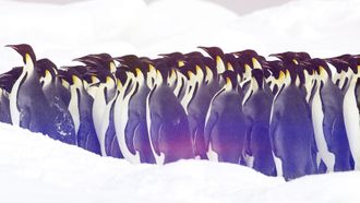 Episode 1 Penguins