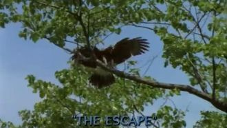 Episode 7 The Escape