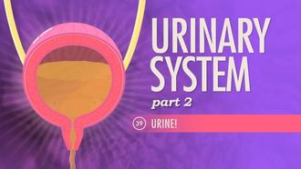 Episode 39 Urinary System Part 2: Urine!