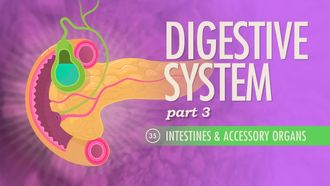 Episode 35 Digestive System Part 3: Intestines & Accessory Organs
