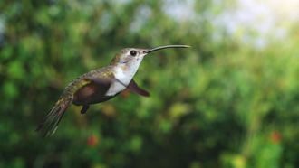 Episode 6 Hummingbird