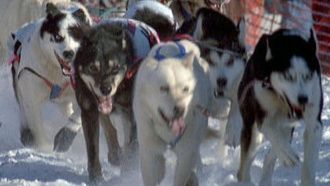 Episode 4 Sled Dogs: An Alaskan Epic