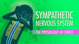 Episode 14 Sympathetic Nervous System: The Physiology of Stress
