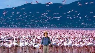 Episode 8 Flamingos