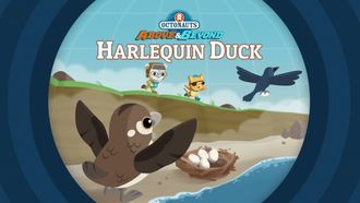Episode 19 The Octonauts and the Harlequin Duck