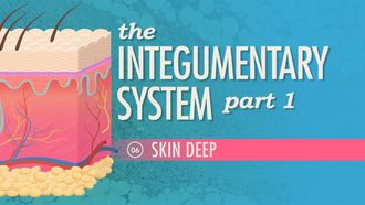 Episode 6 The Integumentary System Part 1: Skin Deep