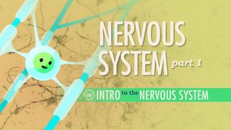 Episode 8 Nervous System Part 1: Intro to the Nervous System