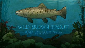 Episode 1 Wild Brown Trout: River Usk, South Wales