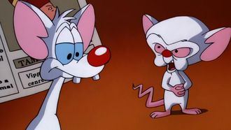 Episode 13 Pinky and the Brainmaker/Calvin Brain