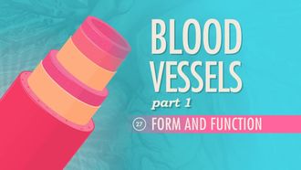 Episode 27 Blood Vessels Part 1: Form and Function