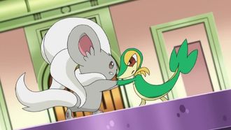Episode 1 The Most Magnificent Pokémon in the World!? Chillaccino VS Tsutarja!