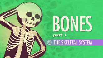 Episode 19 Bones Part 1: The Skeletal System