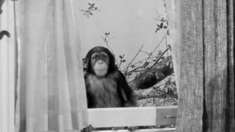 Episode 28 My Son, the Chimp