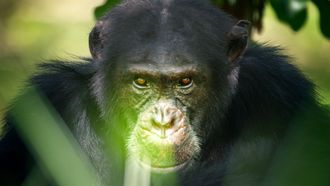 Episode 1 Chimpanzee