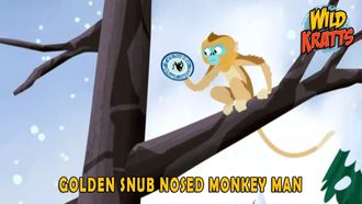 Episode 10 Golden Snub Nosed Monkey Man