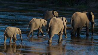 Episode 3 Elephants of the Sand River