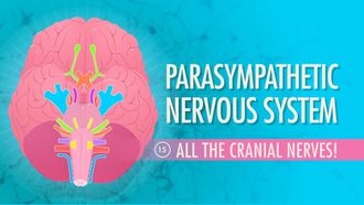 Episode 15 Parasympathetic Nervous System: All the Cranial Nerves!