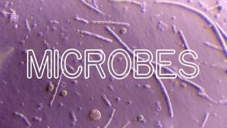 Episode 4 How Microbes Rule Your World