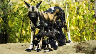 Episode 4 A Baby Wild Dog's Story
