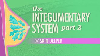 Episode 7 The Integumentary System Part 2: Skin Deeper