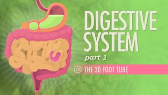 Episode 33 Digestive System Part 1: The 30 Foot Tube