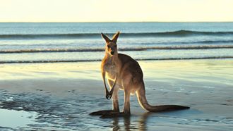 Episode 7 Animals with Cameras: Australia