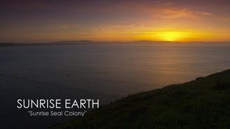 Episode 13 Sunrise Seal Colony
